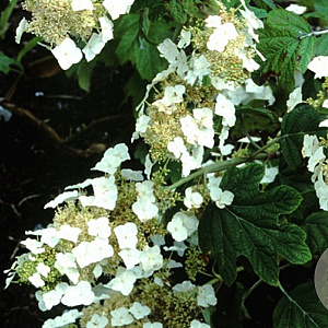 Hydrangea querc. 'Burgundy' 60-80 cm 10L