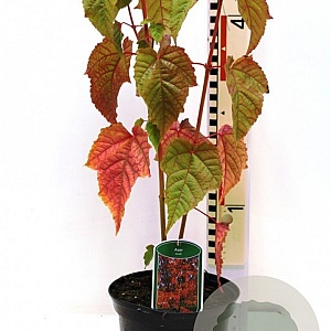 Acer davidii 80-100 cm 7,5L