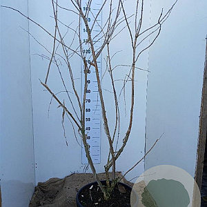Heptacodium miconioides 150-175 cm 45L solitair