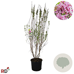 Syringa microphylla 'Superba' 80-100 cm 12L kegel