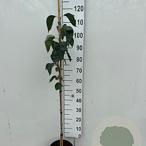 Syringa v. 'Mme Lemoine' 80-100 cm 5,0L