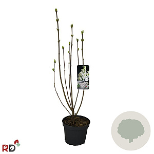 Syringa v. 'Mme Lemoine' 80-100 cm 5,0L