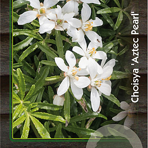 Choisya 'Aztec Pearl' 20-30 cm 2,0L