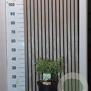 Choisya 'Aztec Pearl' 30-40 cm 5,0L