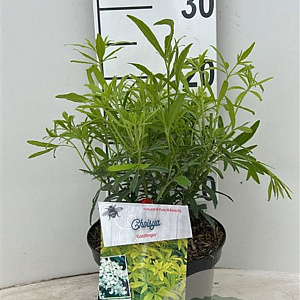 Choisya Goldfingers 25-30 cm 3,5L