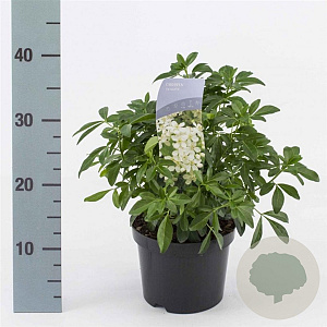 Choisya ternata 20-30 cm 2,0L