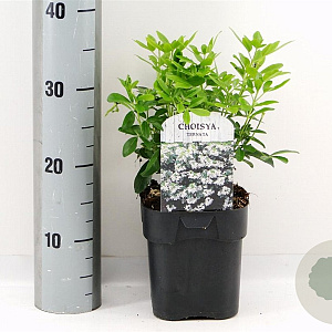 Choisya ternata 20-30 cm 2,0L