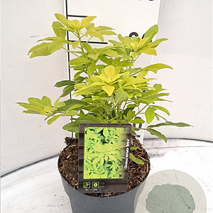 Choisya ternata 'Brica' 20-30 cm 2,0L