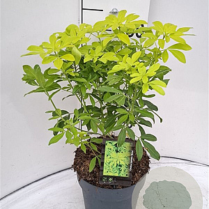 Choisya ternata 'Brica' 30-40 cm 5,0L