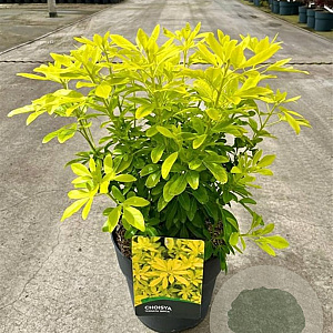 Choisya ternata 'Brica' 30-40 cm 5,0L