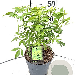 Choisya ternata 'Brica' 30-40 cm 5,0L