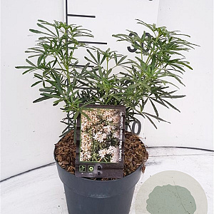 Choisya t. White Dazzler 20-30 cm 2,0L