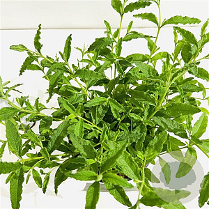 Cistus hybridus 25-30 cm 2,5L