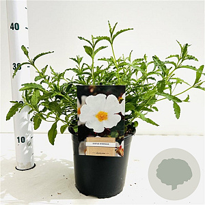 Cistus hybridus 25-30 cm 2,5L