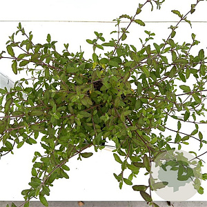 Cistus hybridus 25-30 cm 2,5L