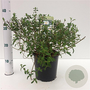 Cistus hybridus 25-30 cm 2,5L