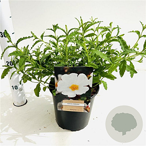 Cistus hybridus 25-30 cm 2,5L