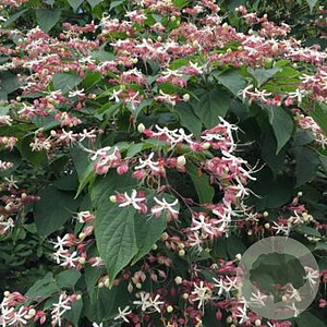 Clerodendrum trichotomum 200-250 cm draadkluit meerstammig