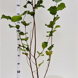 Corylus m. 'Purpurea' 150-175 cm 5,0L