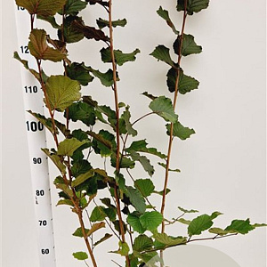 Corylus m. 'Purpurea' 150-175 cm 5,0L