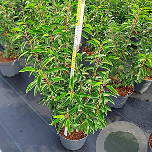 Prunus l. 'Angustifolia' 60-80 cm 10L
