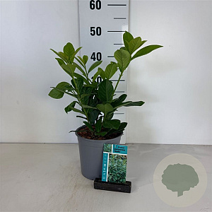 Prunus l. 'Novita' 30-40 cm 2,5L