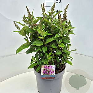 Buddleja d. B. Candy Little Cerise 35-40 cm 10L