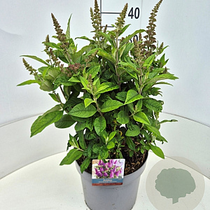Buddleja d. B. Candy Little Cerise 35-40 cm 10L
