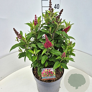 Buddleja d. B. Candy Little Ruby 35-40 cm 10L
