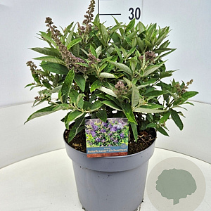 Buddleja d. B. Candy Lila Sweeth. 30-35 cm 10L