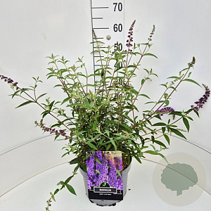 Buddleja d. 'Ile de France' 60-80 cm 10L