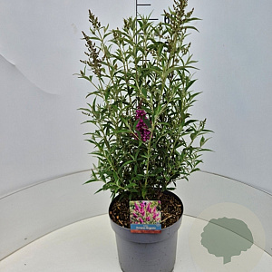Buddleja d. Octopus Magenta 50-60 cm 20L
