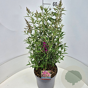 Buddleja d. Octopus Magenta 50-60 cm 20L