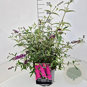 Buddleja d. 'Royal Red' 60-80 cm 10L