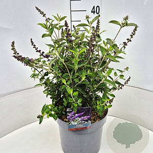 Buddleja Free Petite Blue Heaven 35-40 cm 10L