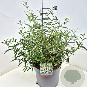 Buddleja Flutterby Pet. Snow White 30-40 cm 10L