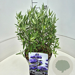 Caryopteris cland. 'Heavenly Blue' 30-40 cm 10L