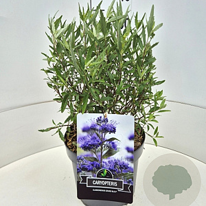 Caryopteris cland. 'Heavenly Blue' 30-40 cm 10L