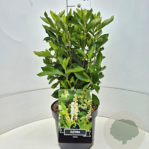 Clethra alnifolia 40-50 cm 10L