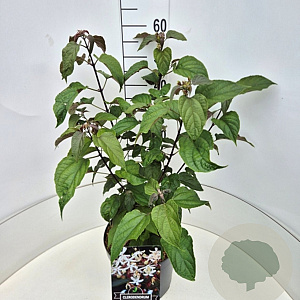 Clerodendrum trichotomum fargesii 60-80 cm 10L