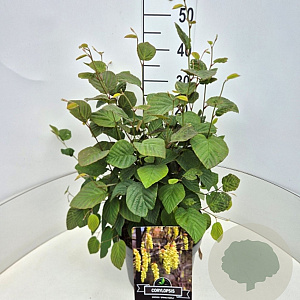 Corylopsis sin. 'Spring Purple' 40-50 cm 10L