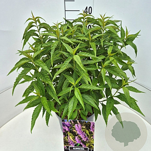 Elsholtzia stauntonii 35-40 cm 10L