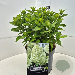 Hydrangea pan. Little Spooky 30-40 cm 10L