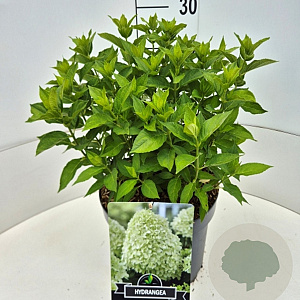 Hydrangea pan. Little Spooky 30-40 cm 10L