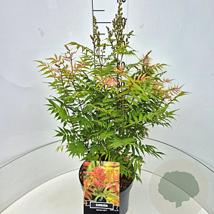 Sorbaria sorbif. 'Sem' 50-60 cm 20L