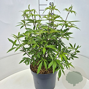 Vitex agnus-castus latifolia 40-50 cm 10L