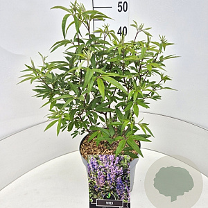 Vitex agnus-castus latifolia 40-50 cm 10L