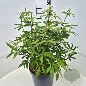 Vitex agnus-castus latifolia 40-50 cm 10L