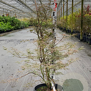 Acer pal. 'Katsura' 150-175 cm 20L