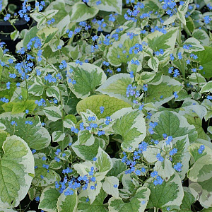 Brunnera macr. 'Dawson's White' GM P9